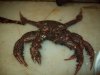 Korean Hair Crab.JPG