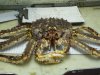 Red King Crab.JPG
