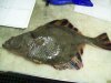 Starry Flounder.JPG