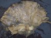 Sea Sponge.JPG