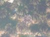 Urchins in Tidal Pool.JPG