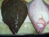 Yellow Fin Sole 5.JPG
