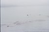 I don't know what is in the Water.jpg