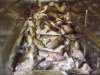 Conveyor from Live Tank.JPG