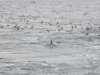 Flight of the Fulmars.JPG