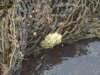 Snail Eggs.JPG