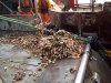 Sea Potatoes.JPG