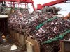 Thirty Tons of Codend.JPG