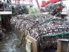 Twenty Tons of Codend.JPG