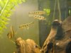 new ocells and P. Altum 032.JPG