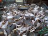 100_0261.JPG