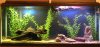 55gal.jpg