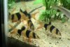 loach2.jpg