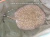 Female_big_2-3.jpg