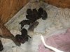 Picture 287.jpg Picture 287.jpg