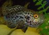 spotty jag avatar.JPG