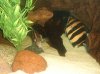 10-01-08 fishtank and stuff 143.jpg