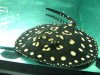 Henlei x Leopoldi 008.JPG