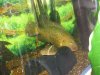 FISH pics 006.jpg