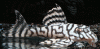 L236(1).gif