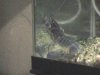 Australian Blue Yabby 3.jpg