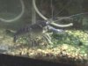 Australian Blue Yabby 4.jpg