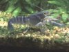 Australian Blue Yabby 6.jpg