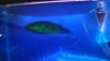 New Cichla 017.JPG