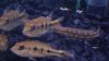 New Cichla 024.JPG