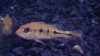 New Cichla 029.JPG