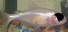 225px-Mexican_Tetra_as_Blind_Cave_Fish.jpg