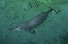 070831-baiji-dolphin_big.jpg