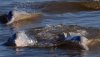 080820-new-dolphin_big.jpg