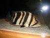 DSCF2481.JPG
