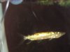 pike 2.JPG