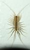 house_centipede_.jpg