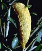 puss_caterpillar.jpg puss_caterpillar.jpg