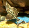 010403royal_pleco01.jpg