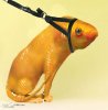 gold fish dog.jpg