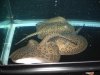 Fish 014.jpg
