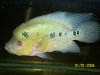 2006-04-16 trimac 5.jpg