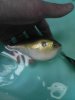 green neon puffer.jpg