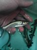 black ear pangasius.jpg
