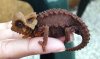 furcifer perarmata.JPG