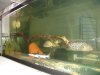 my fish #2 55 gallon tank 025.jpg