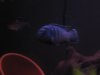 fish 018.jpg