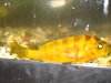 fish 023.jpg