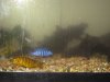 fish 030.jpg