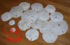 SandDollars1.JPG