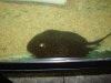 Rays for sale 023.JPG